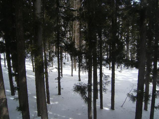 Wadano Forest &